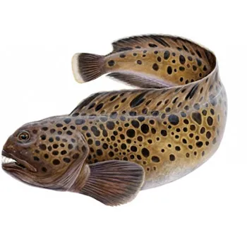 Зубатка пестрая с/м ~100г